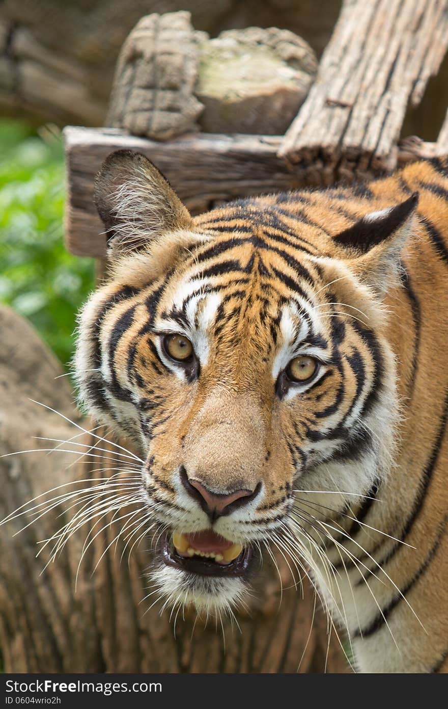 Tiger close up