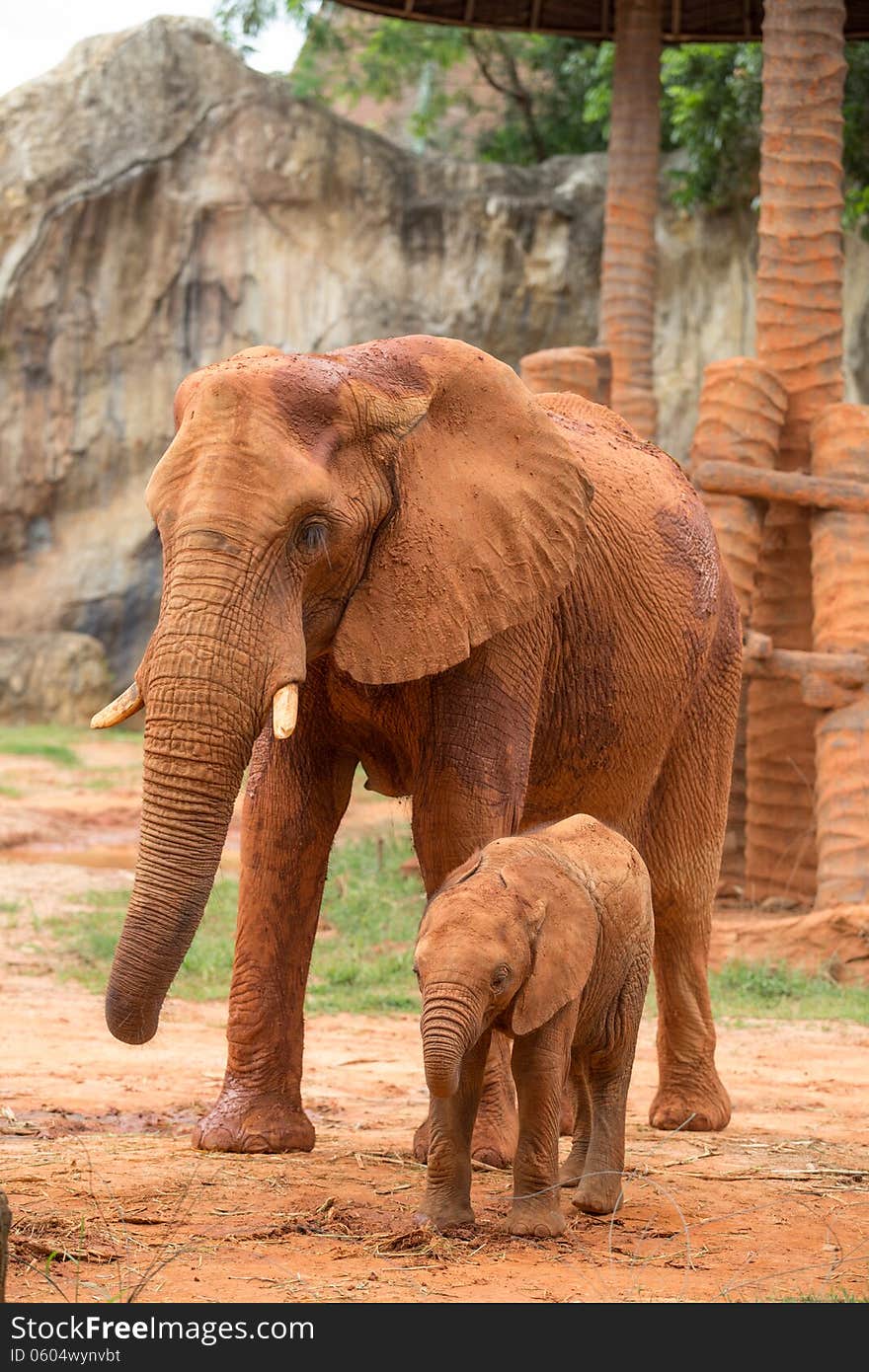 Elephant And Baby