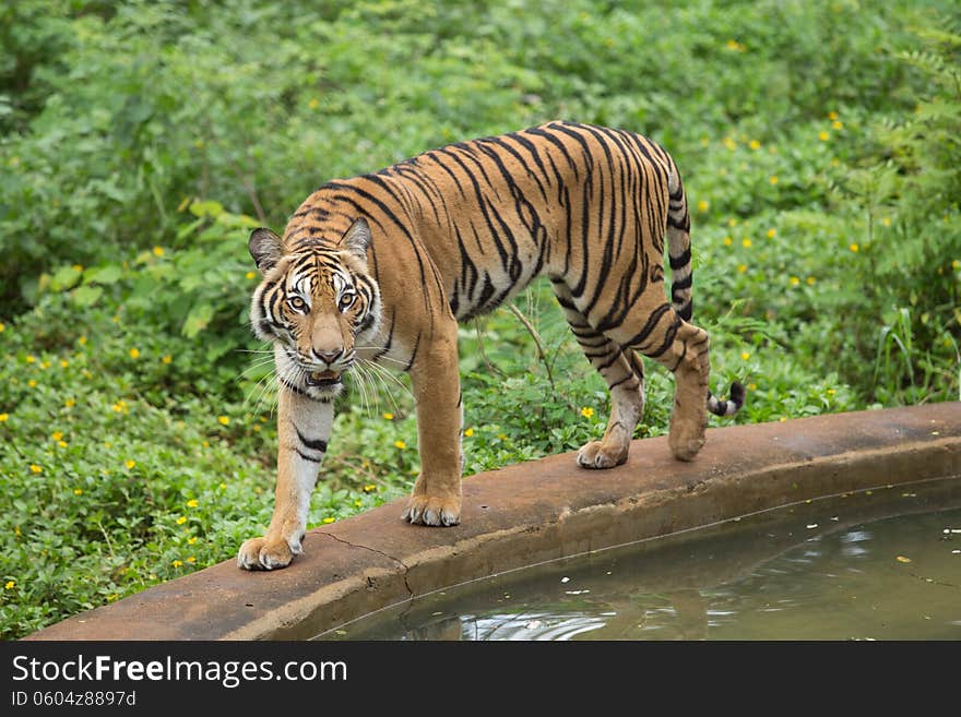 Bengal tiger look around the zoo