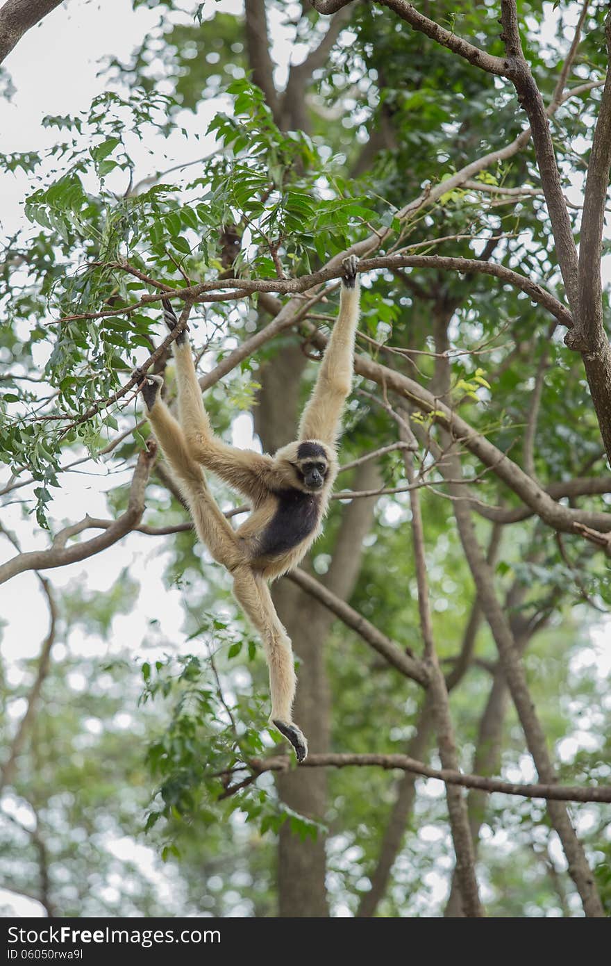 White Gibbon