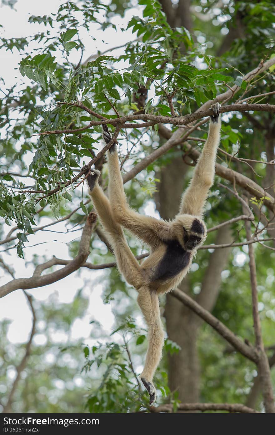 White Gibbon