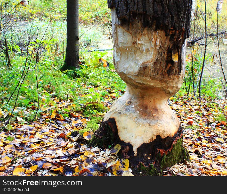 Beaver tree in autumn forest. Beaver tree in autumn forest