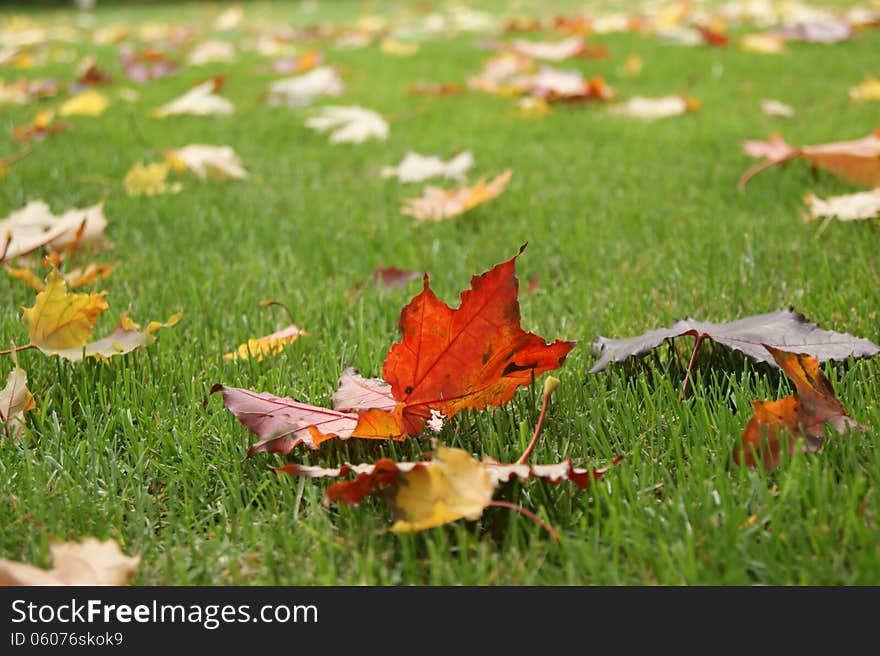 Autumn leaves of different colors on the grass. Autumn leaves of different colors on the grass