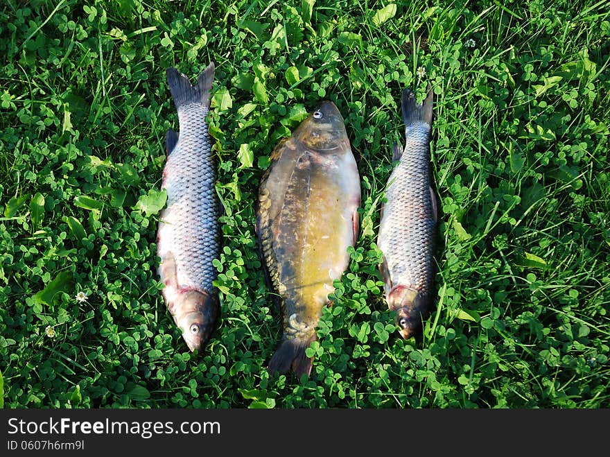 Freshly caught three fishes lying on a green grass. Freshly caught three fishes lying on a green grass