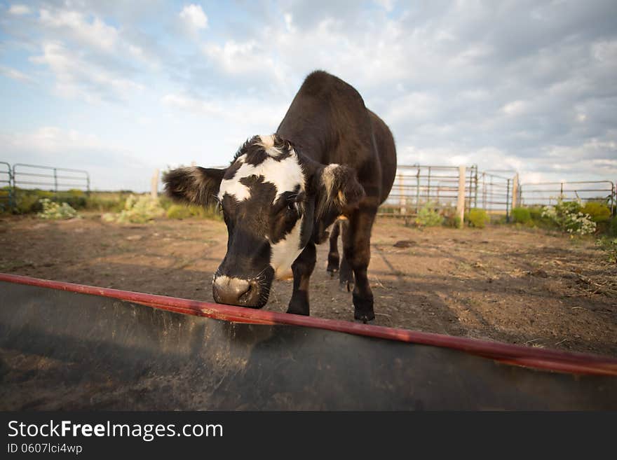 Lone cattle at empty feedbunk