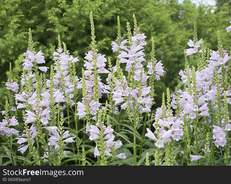 Flowers Bells.