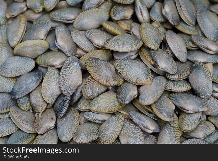 Clams are used to be cooked as popular sea food . Clams are used to be cooked as popular sea food .