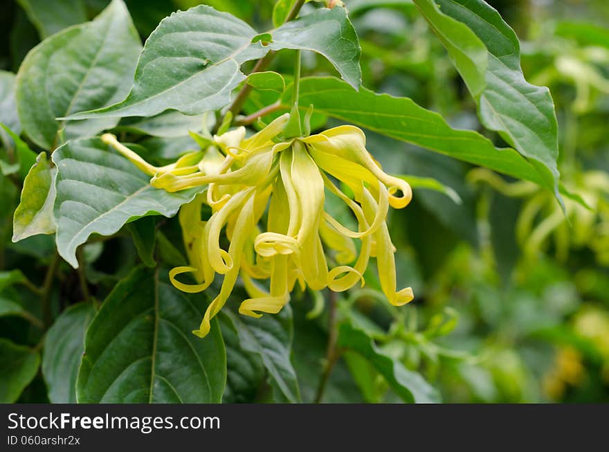 Perfume Tree (Ylang-Ylang Flower)