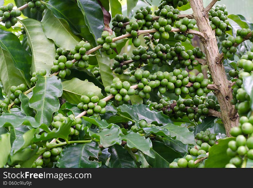 Coffee beans growing on trees