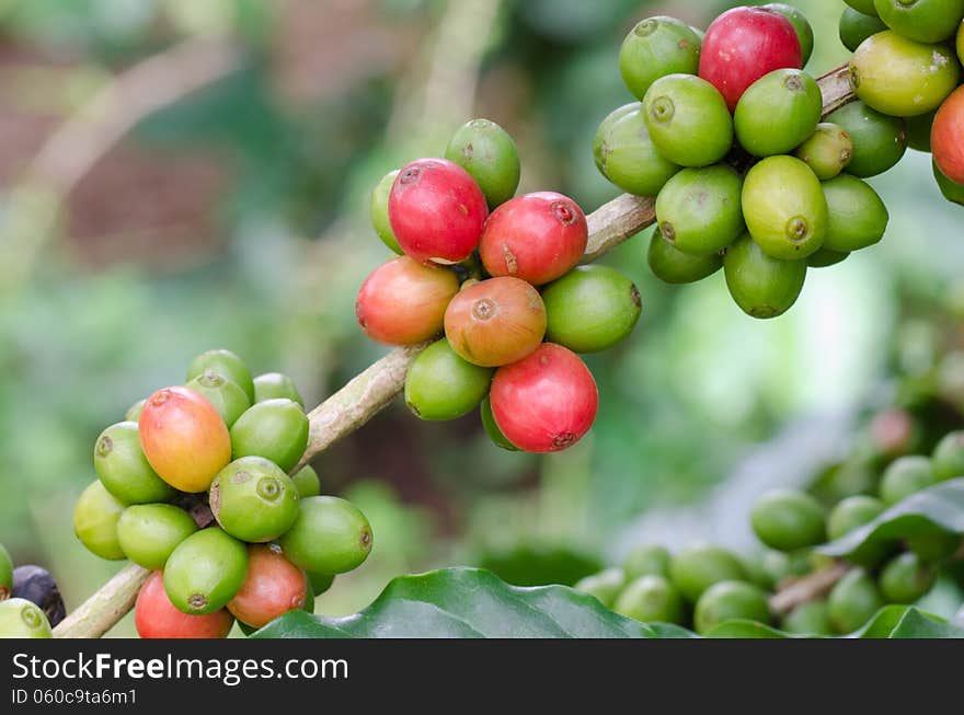 Coffee beans growing on trees