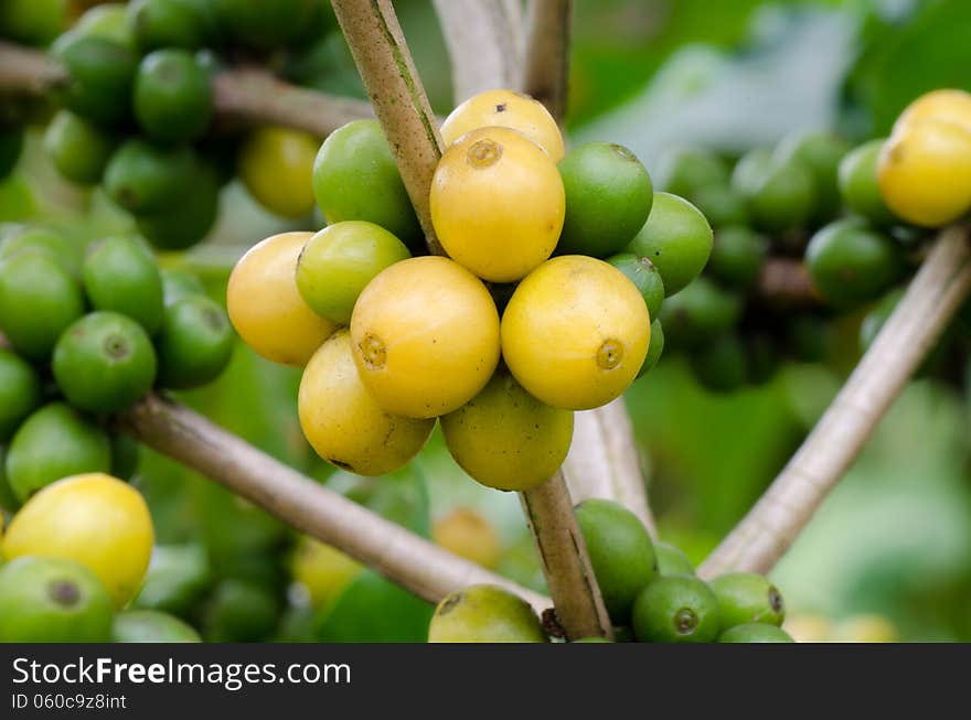 Coffee beans growing on trees