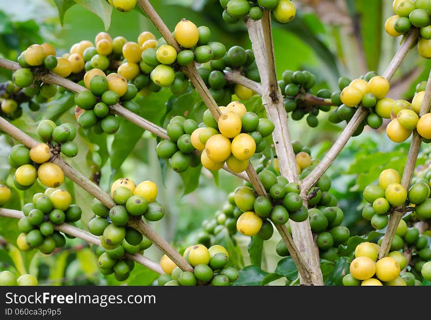 Coffee beans growing on trees