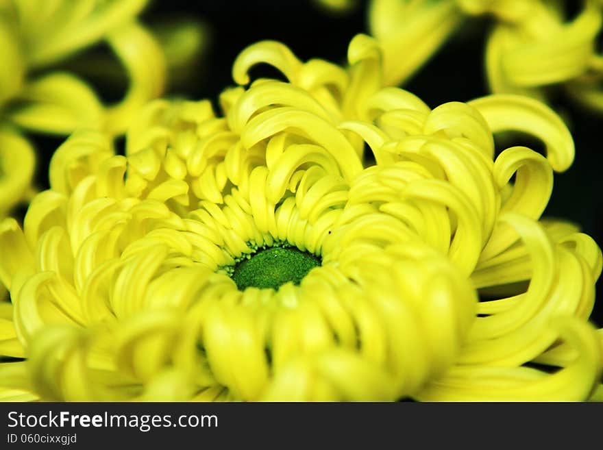 The annual autumn is the season of blooming chrysanthemums, Chinese people are very high like chrysanthemum.