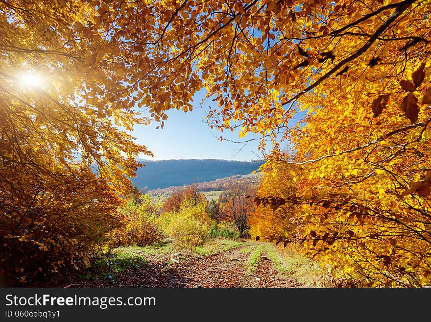 Beautiful colorful autumn leaves in the forest. Carpathian, Ukraine, Europe. Beauty world.