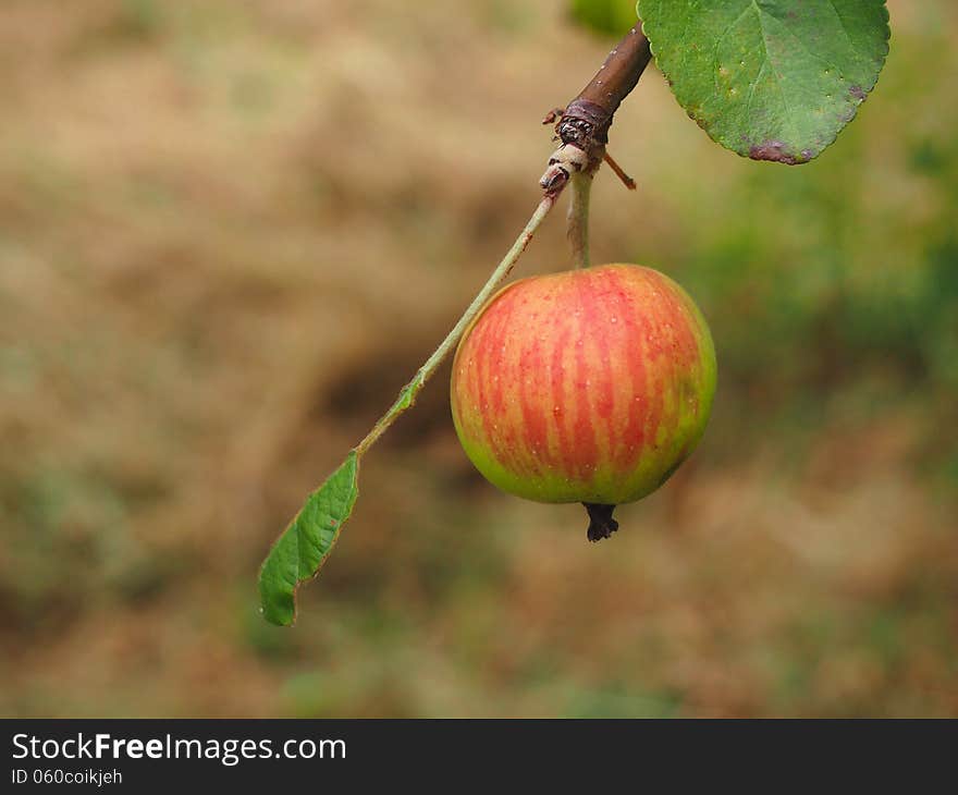 Apple growing on tree