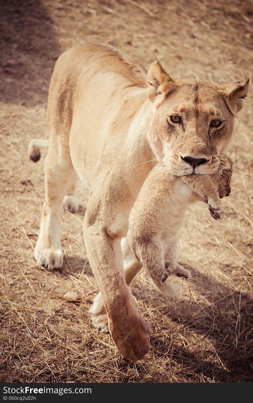 Lioness with her cubs in the mouth