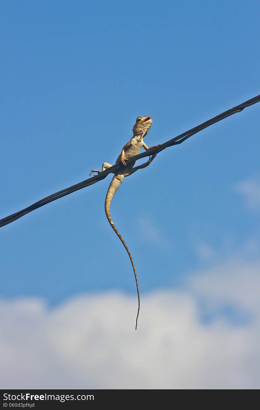 Top view of aerialist on cableline. Top view of aerialist on cableline