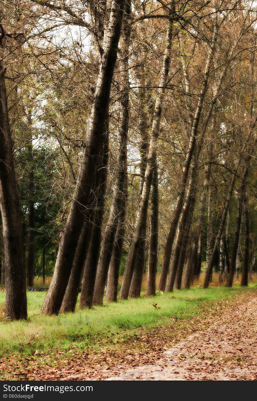 Mystery fairytale forest, autumn landscape. Mystery fairytale forest, autumn landscape