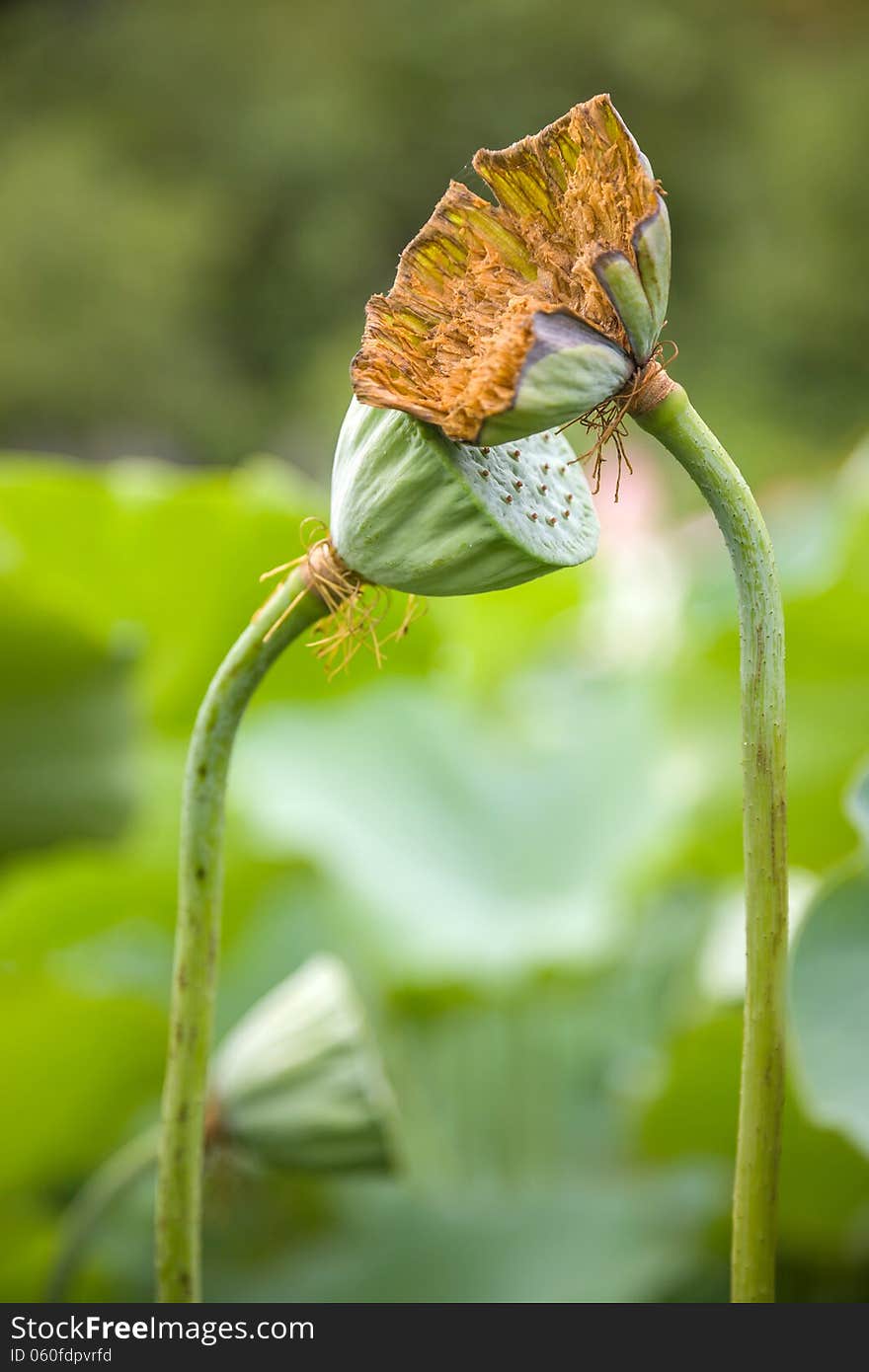Wilted lotus seed pod in pond