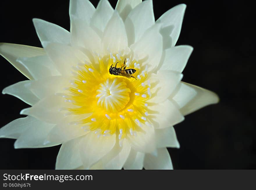 White Lotus or Water Lily with Yellow Pollen and Bug