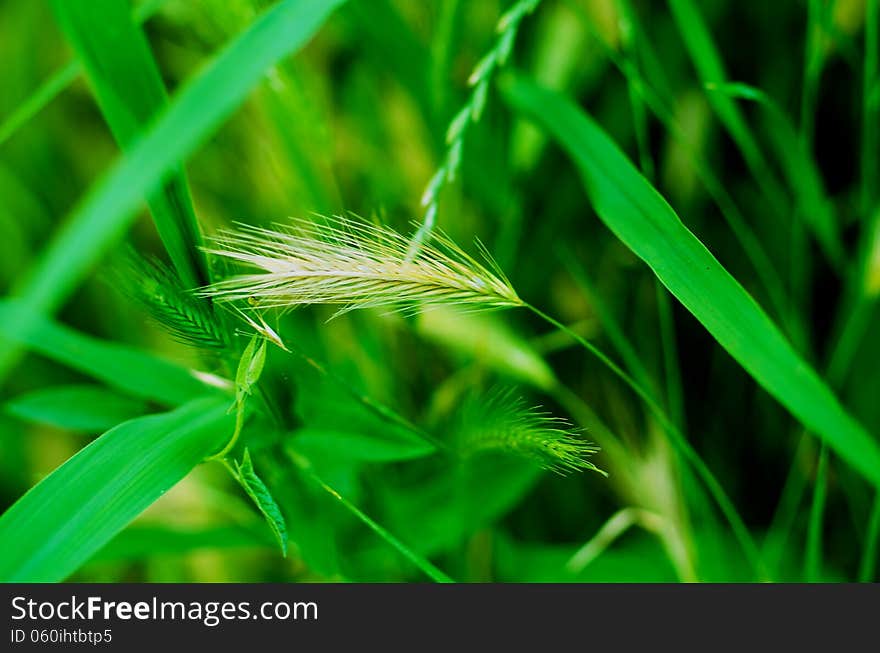 Background of Green Grass and Ripe Alone Wheat Stalk closeup. Background of Green Grass and Ripe Alone Wheat Stalk closeup