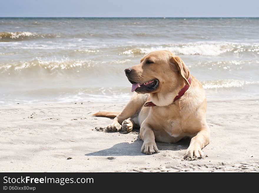 Yellow labrador laying at the beach at the sea