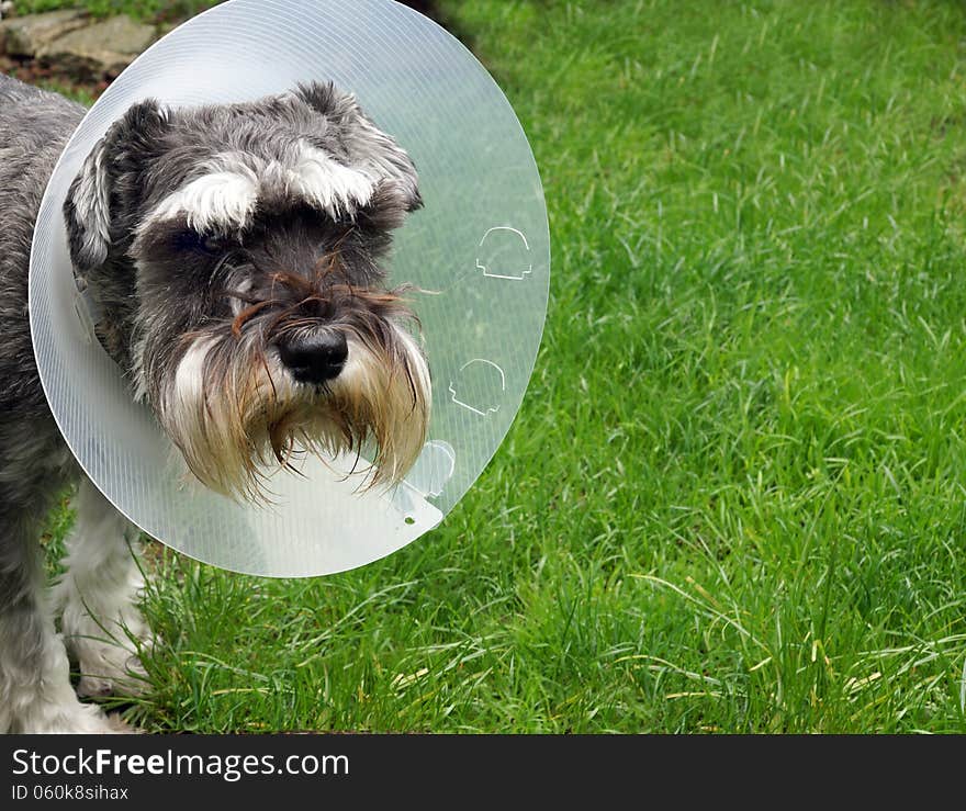 Schnauzer with Protective Collar