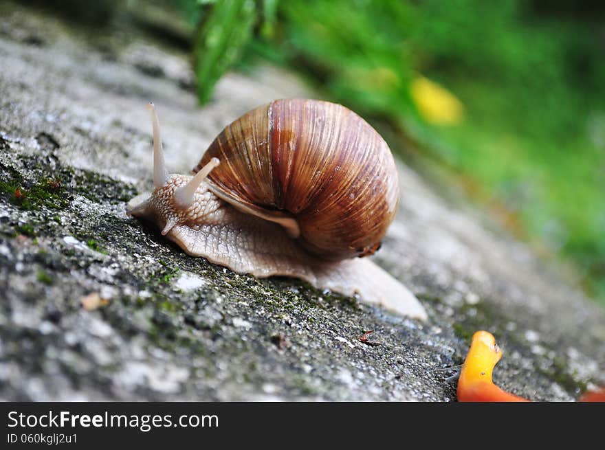 Close up of a big snail