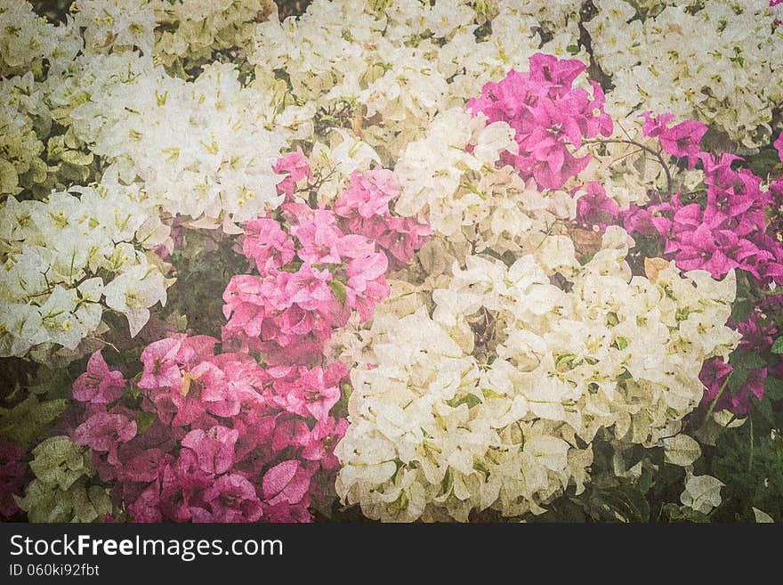 Bougainvillea or paper flower vintage background