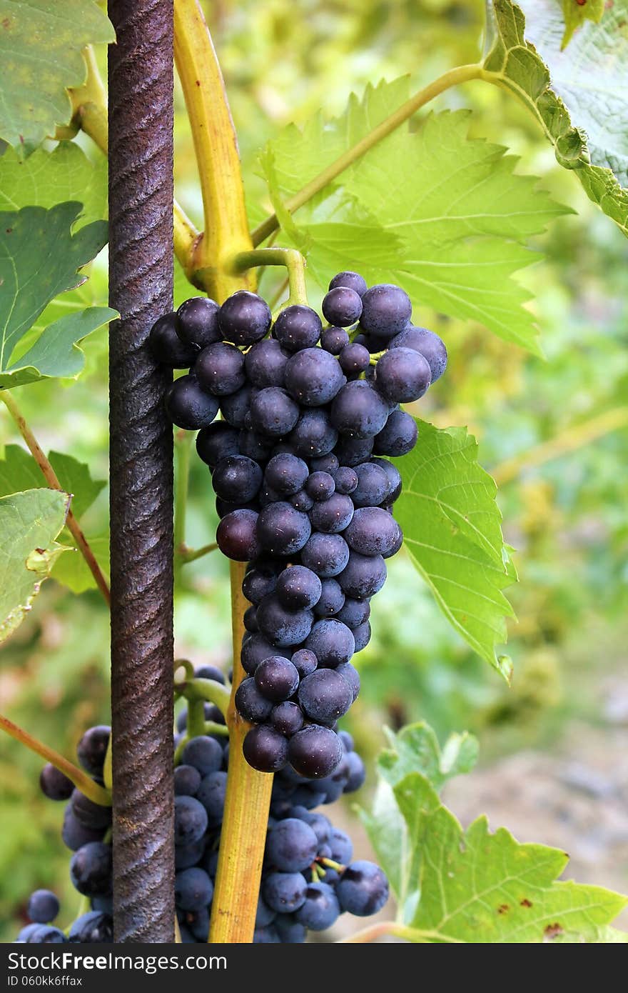 Detail of a typical vineyard. Detail of a typical vineyard