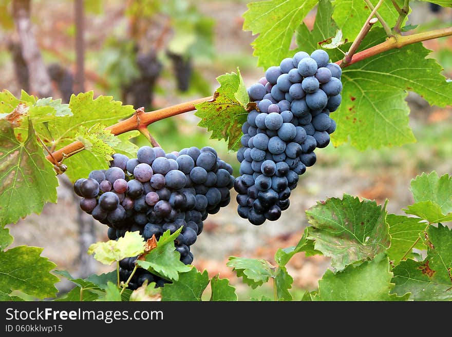 Detail of a typical vineyard. Detail of a typical vineyard