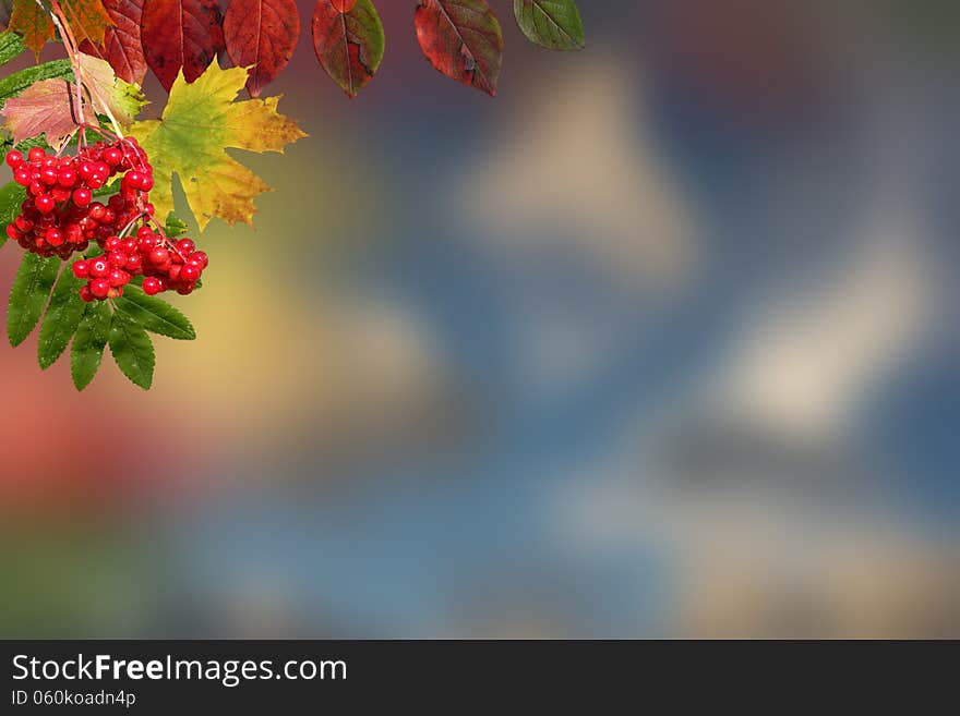 Autumn leaves maple against the blue sky and sun. Autumn leaves maple against the blue sky and sun