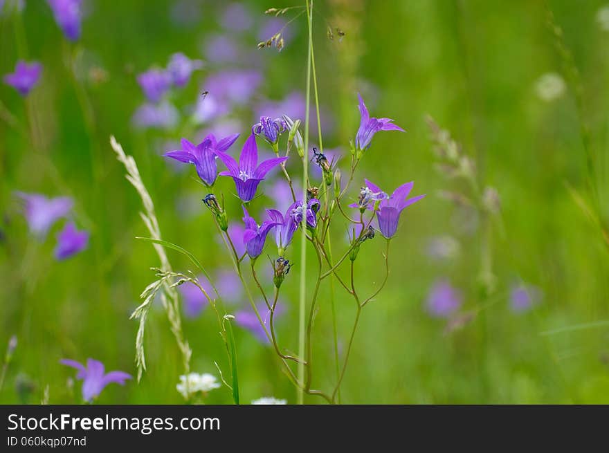 Wildflowers