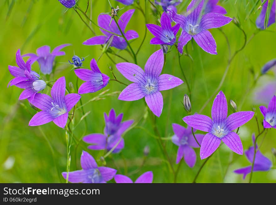 Wildflowers