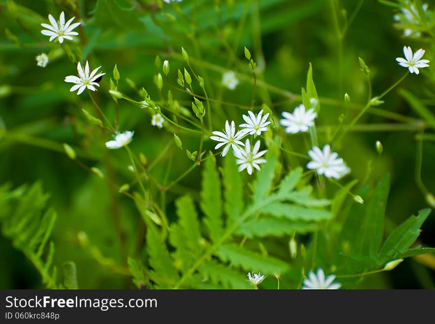 Wildflowers