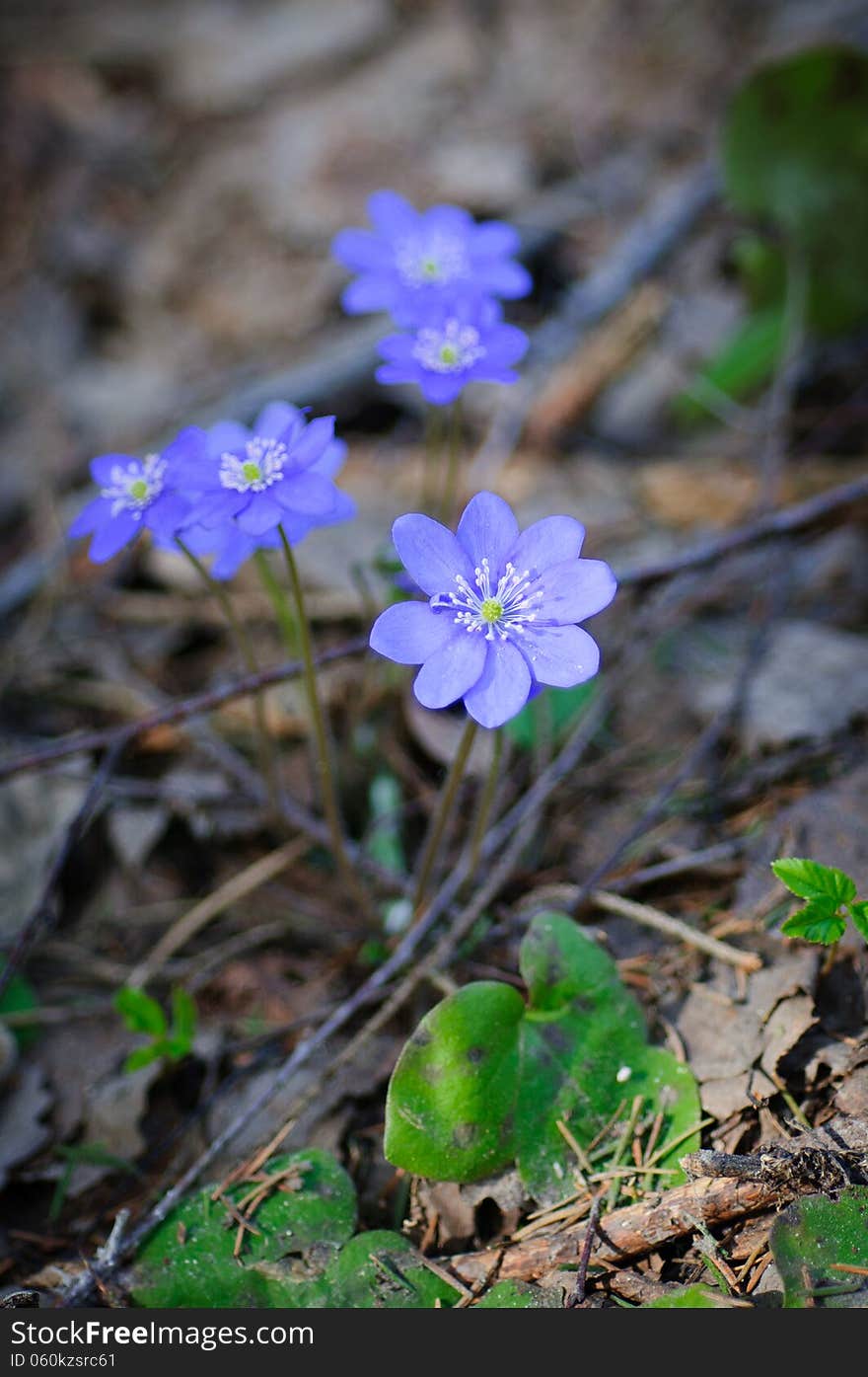 Spring Flowers