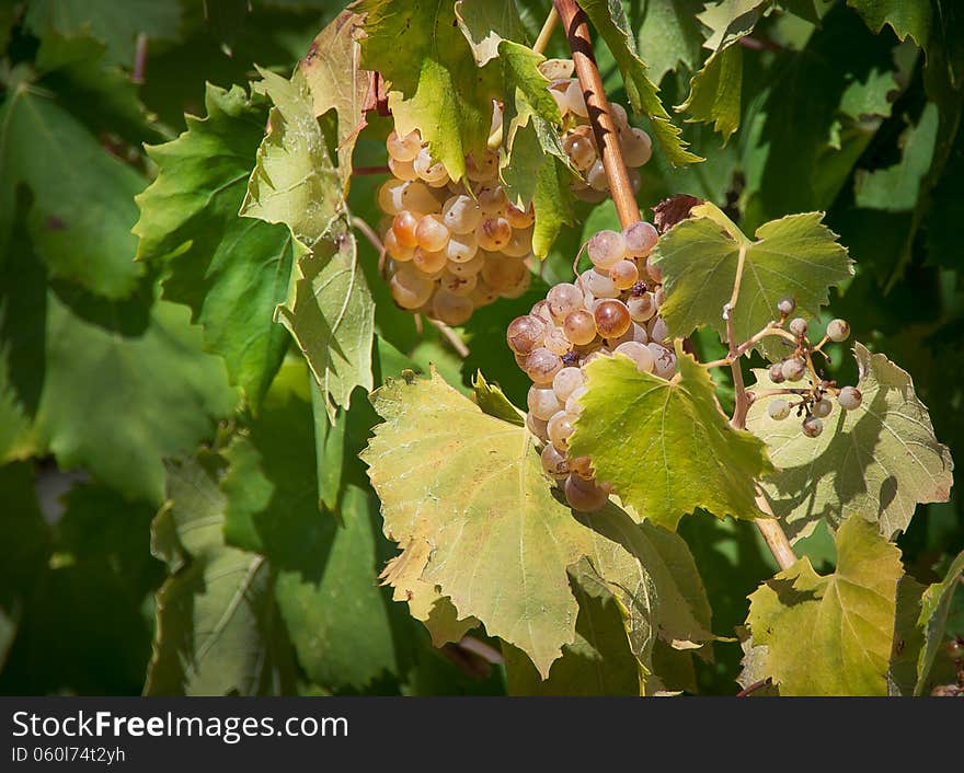 White grapes on the vineyard. Riesling - a wine grape variety to produce the classic white wines and champagne.