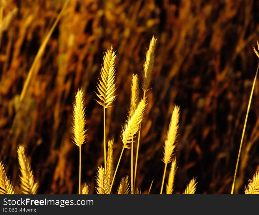 Some ears in the field brightly lit by the evening sun. Some ears in the field brightly lit by the evening sun