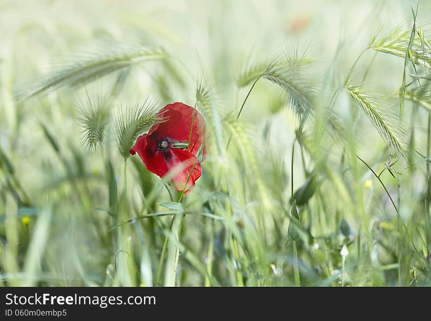Close-up of red poppy flower against green blurry background. Spring or summer background. Close-up of red poppy flower against green blurry background. Spring or summer background