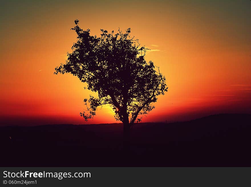 Tree Sunset