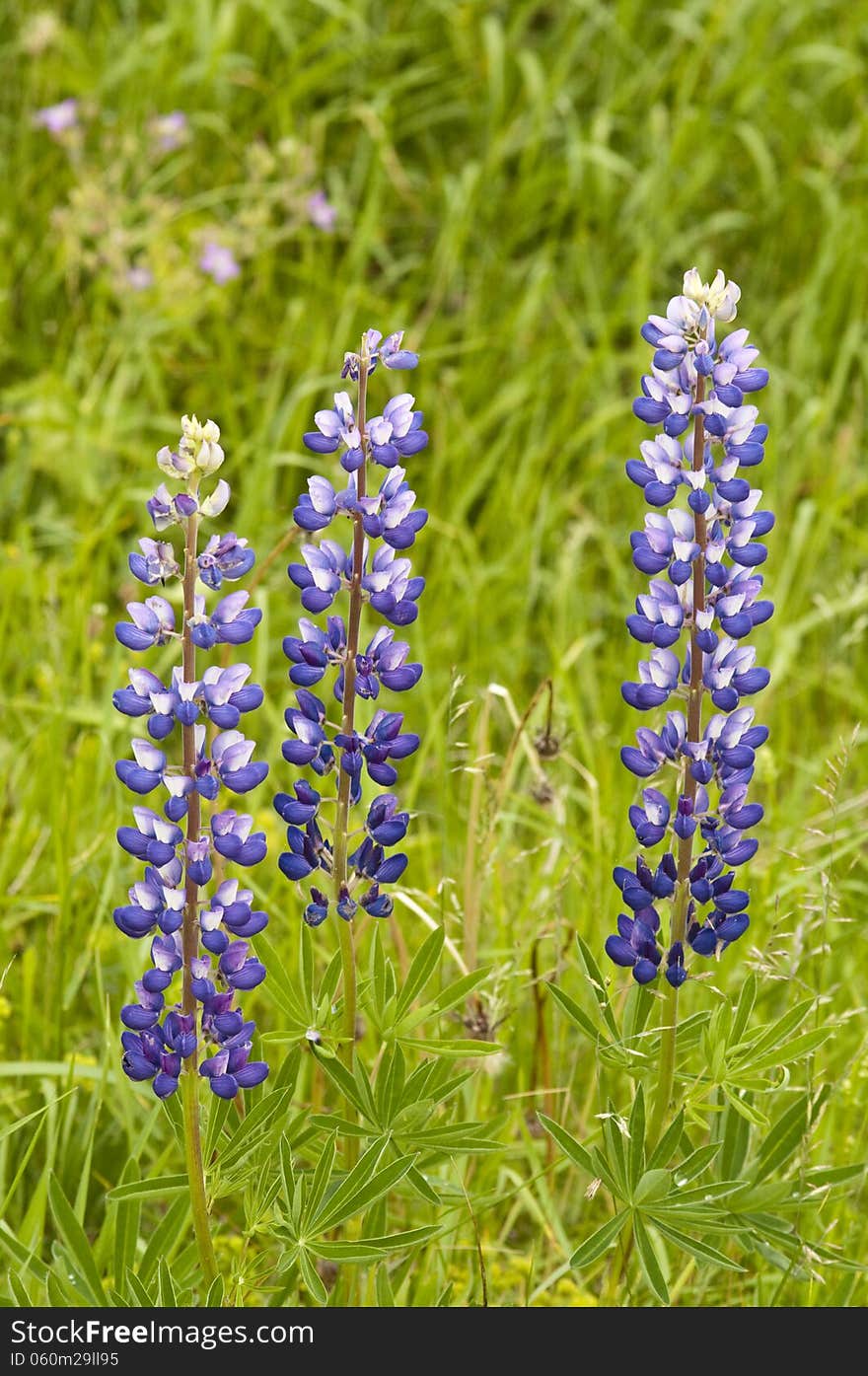 Three purple lupine flower on green blurred background. Three purple lupine flower on green blurred background