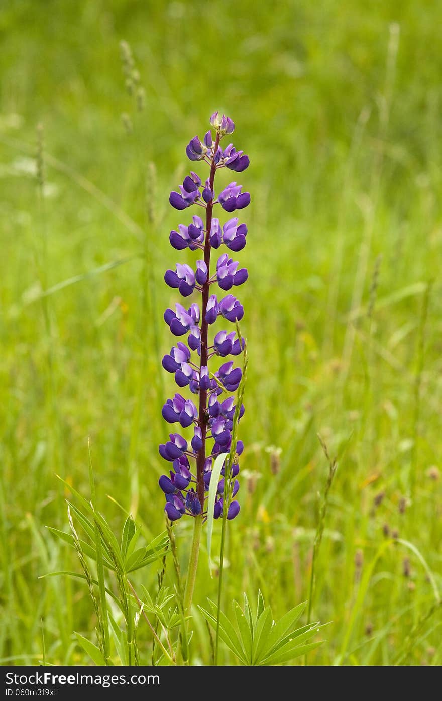 One purple lupine flower on green blurred background. One purple lupine flower on green blurred background