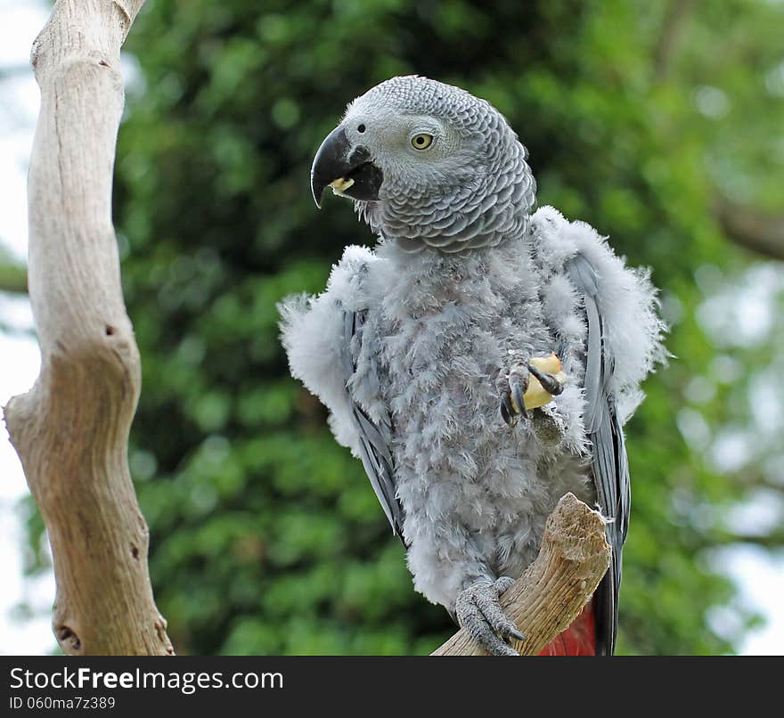 Grey Parrot.