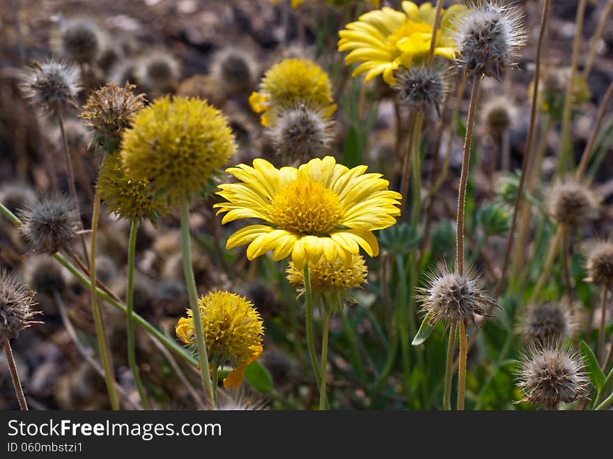 Wild yellow flowers and grass