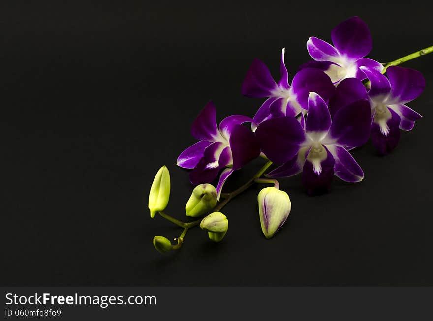 Beautiful purple orchid flower isolated on black background. Beautiful purple orchid flower isolated on black background