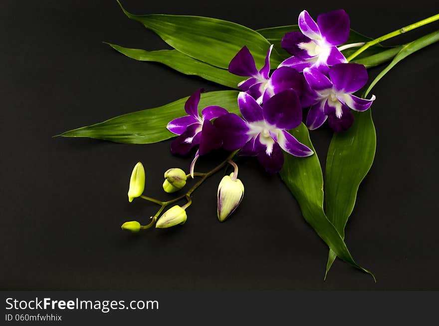 Beautiful purple orchid flower isolated on black background. Beautiful purple orchid flower isolated on black background