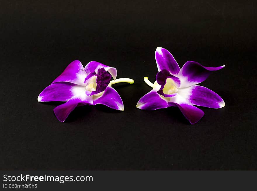 Beautiful purple orchid flower isolated on black background. Beautiful purple orchid flower isolated on black background