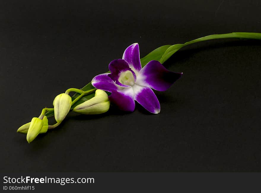 Beautiful purple orchid flower isolated on black background. Beautiful purple orchid flower isolated on black background