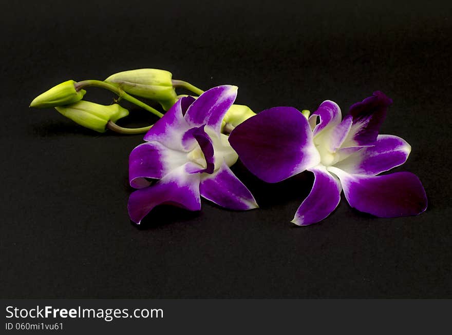 Beautiful purple orchid flower isolated on black background. Beautiful purple orchid flower isolated on black background