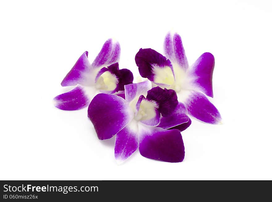 Beautiful purple orchid flower isolated on white background. Beautiful purple orchid flower isolated on white background